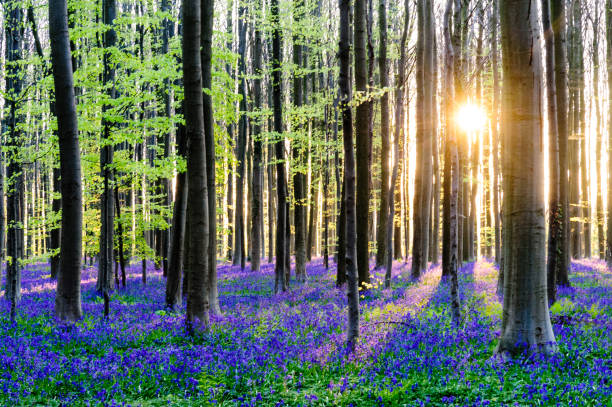 istock Sunrise illuminating bluebells 938723634