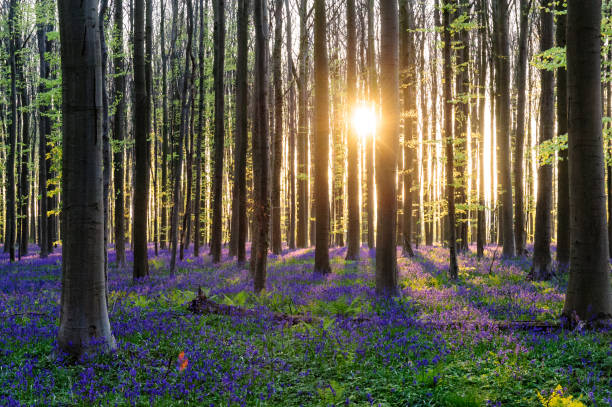 istock Sunrise illuminating bluebells 938727428