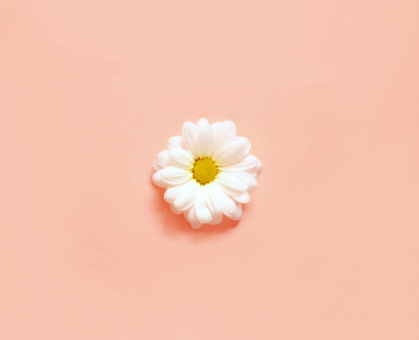 istock Spring or summer background with copy space for text. Chamomiles white flower with yellow heart. Top view. 938727606