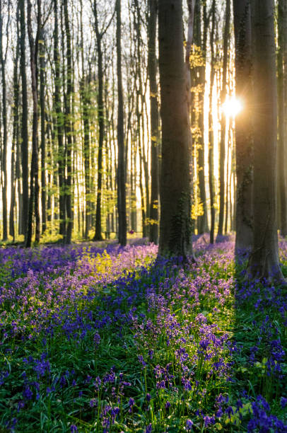 istock Sunrise illuminating bluebells 938727610