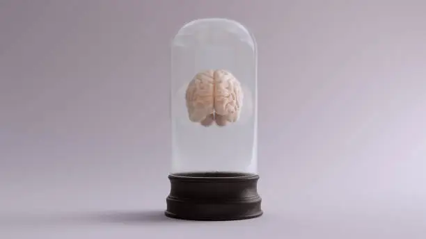 Human Brain Floating in a Bell Jar 3d illustration