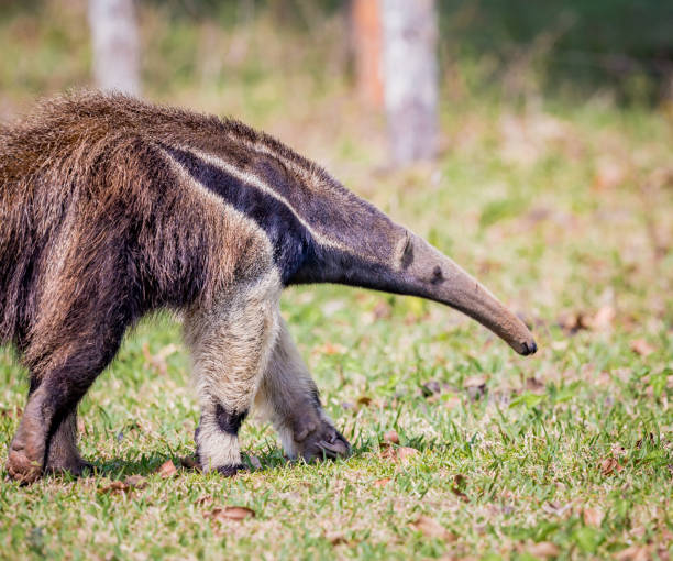 istock South American Giant anteater walking right 938729144