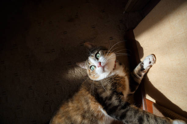istock Pretty redhead cat sharpening his claws on the claw sharpener 938729634