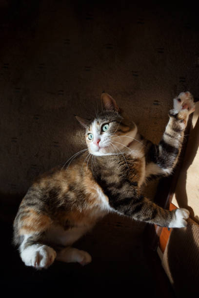 istock Pretty redhead cat sharpening his claws on the claw sharpener 938731706