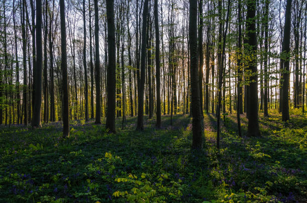 istock Sunrise illuminating bluebells 938731798