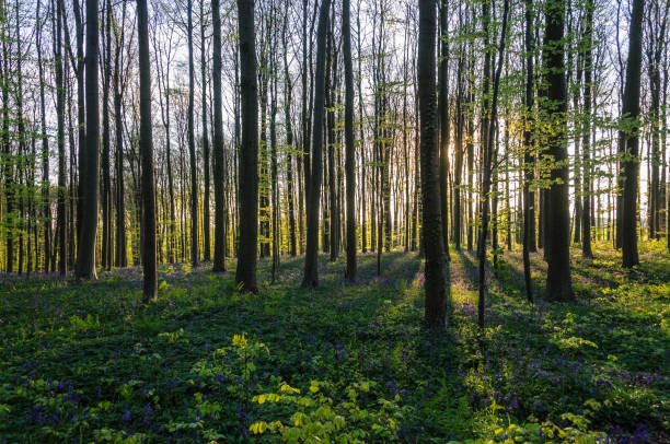 istock Sunrise illuminating bluebells 938732924