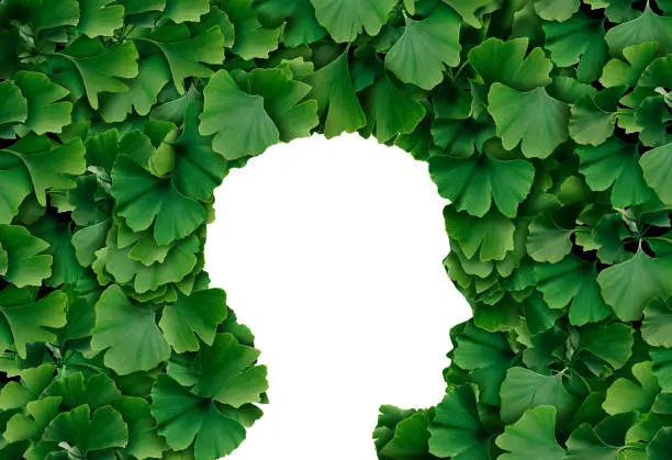 Ginkgo Biloba leaf Human head profile as a herbal medicine concept and natural phytotherapy medication symbol for healing.