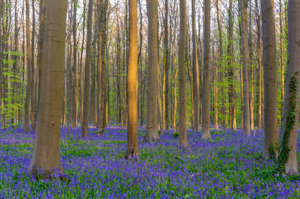 istock Sunrise illuminating bluebells 938733142
