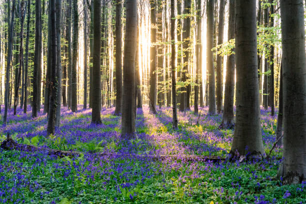 istock Sunrise illuminating bluebells 938737072