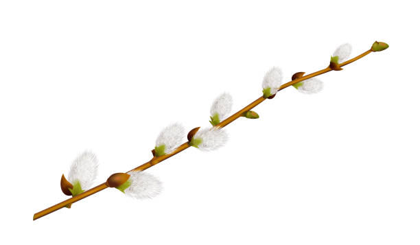 猫ウィローの枝、イースター シーズンの春の花 - goat willow点のイラスト素材／クリップアート素材／マンガ素材／アイコン素材