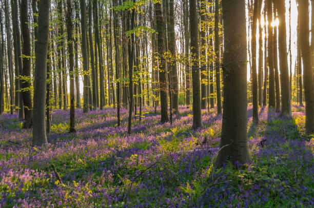 istock Sunrise illuminating bluebells 938737838