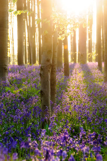 istock Sunrise illuminating bluebells 938738076