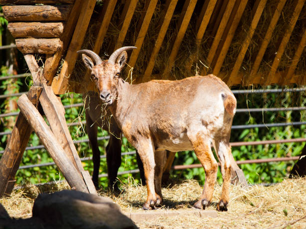 istock Young Bukharan Markhor lying on the ground 938743222