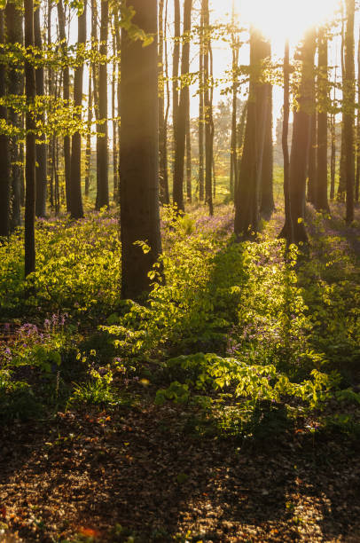 istock Sunrise illuminating bluebells 938743252