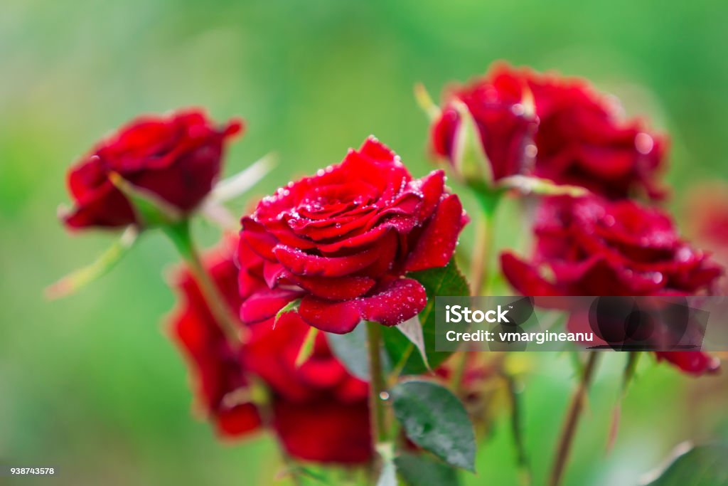 Hermosas Rosas Rojas Con Lluvia Gotas De Increíble Decoración Floral Gran  Flor De Color De Rosa Fresco Sobre Fondo De Flor Mejor Cuadro De La  Decoración Floral Sangriento Rojo Con Pétalos Rojos