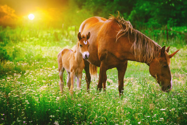 unicórnios lindos égua e potro na paisagem de floresta mágica para foto pôr do sol, realista. unicórnio e mãe de unicórnio potro executar juntos em um campo colorido florescendo com mola ou flores de verão. - égua - fotografias e filmes do acervo