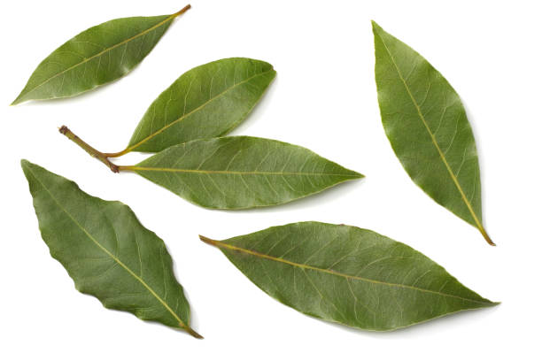 istock Laurel leaves isolated on a white background top view 938744388