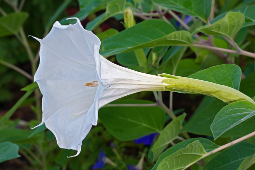 Devil's trumpet flower (Datura metel). Know also as Metel, Downy thorn apple and Horn of plenty.