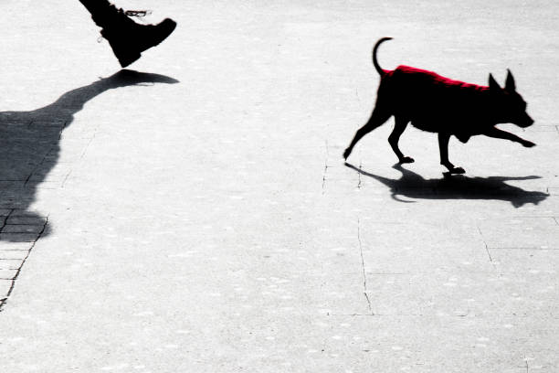 Blurry silhouette shadow of a small dog and its owner walking city street