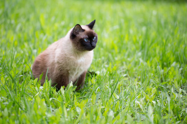 istock Siamese cat in the grass with blue eyes 938747734