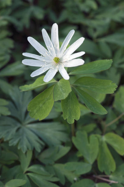 istock Close up image of Radde's anemone flower 938754710