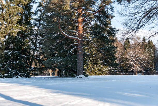 istock Winter cold day in the park. 938759634