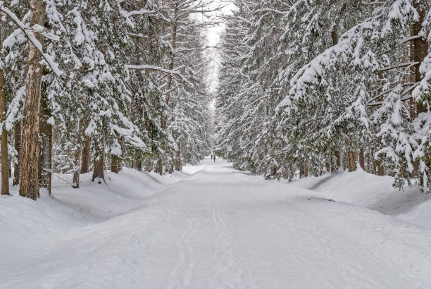 istock Snow-covered alley surrounded by trees in the park after a snowfall 938760106