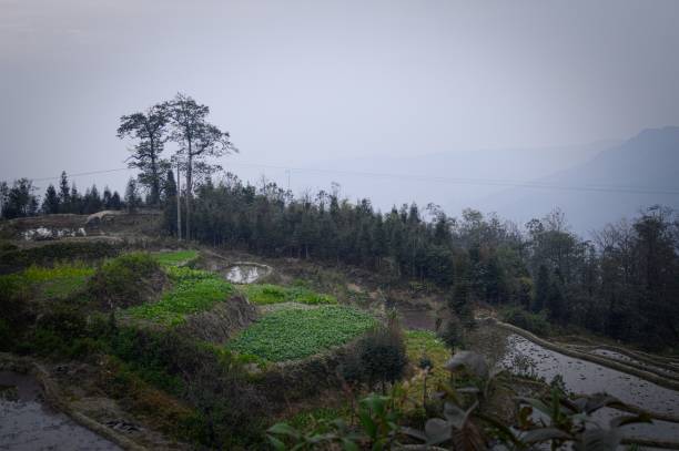 istock Yuanyang Rice Terraces and Fields - Chinese Landscapes (Yunnan, China, Asia) 938760842