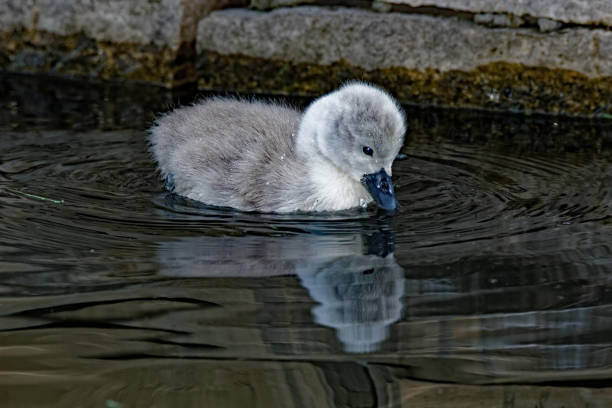istock Mute Swan Cygnet 938764692