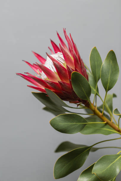 istock One large flower King Protea. Grows in South Africa. Gray background. 938767612