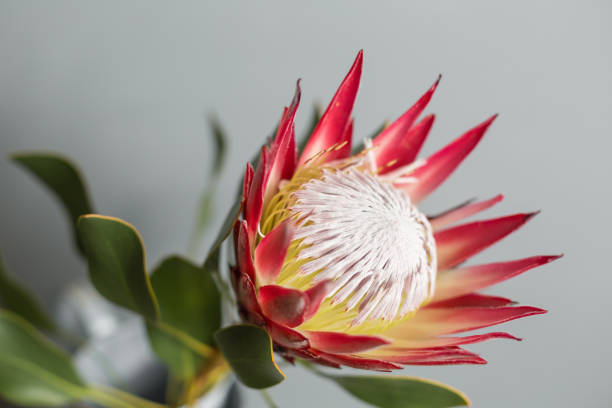 istock One large flower King Protea. Grows in South Africa. Gray background. 938769832