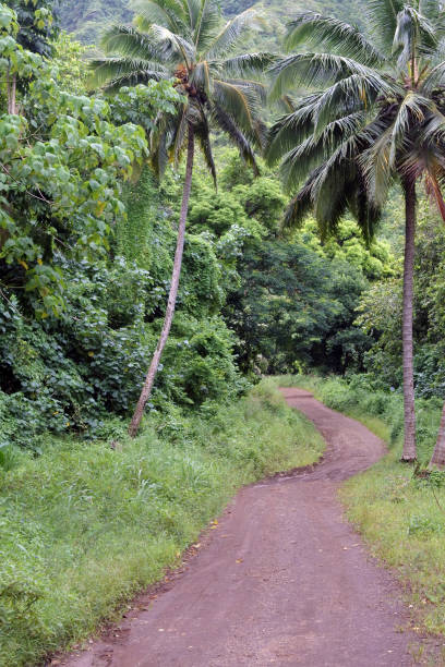 istock Empty path in the inland jungle of Rarotonga Cook Islands 938772092