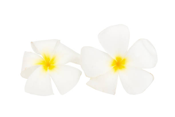 istock flower frangipani. plumeria. isolated on white background 938773344