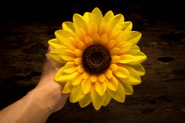 istock hands holding yellow sunflower. dark. night.  wood 938773510