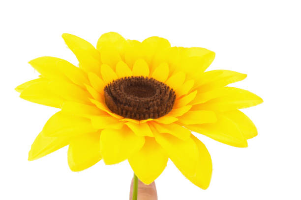 istock hands holding yellow sunflower isolated on white background 938775020