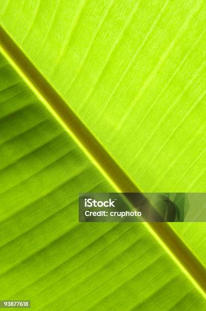 Folha De Bananeira Detalhe Retroiluminado Sol - Fotografias de stock e mais imagens de Abstrato - Abstrato, Botânica - Ciência de plantas, Cor verde