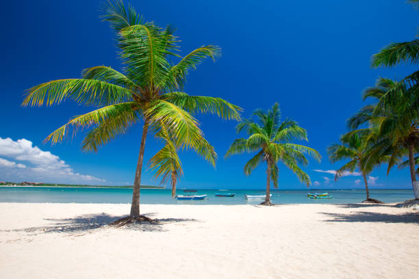 istock tropical beach with palm trees and blue lagoon 938778006