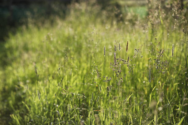 istock Landscape is summer. Green trees and grass in a countryside land 938779070
