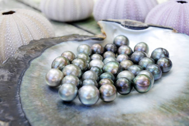 istock Tahitian Black Pearls in a Black lip oyster shell 938779084