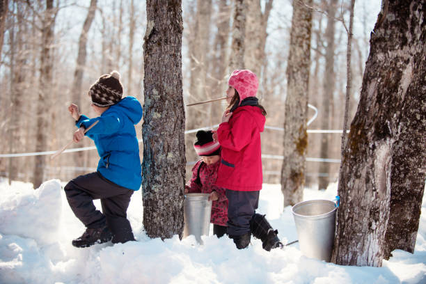 istock Maple Syrup industry time with children around maple trees 938782410