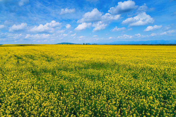 istock Field of bright yellow rapeseed field in spring. 938782772