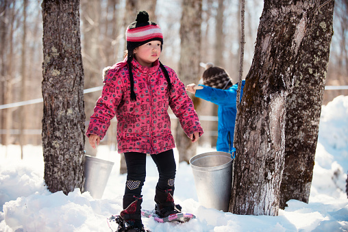 Photo showing children around maple trees for demonstration of the Local canadian industry of maple syrup in Quebec Canada. They are wearing winter coat.