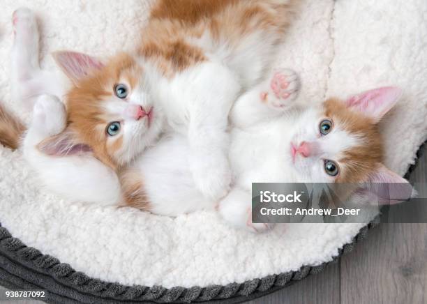 Due Simpatici Gattini In Un Letto Bianco Soffice - Fotografie stock e altre immagini di Gattino - Gattino, Gatto domestico, Carino