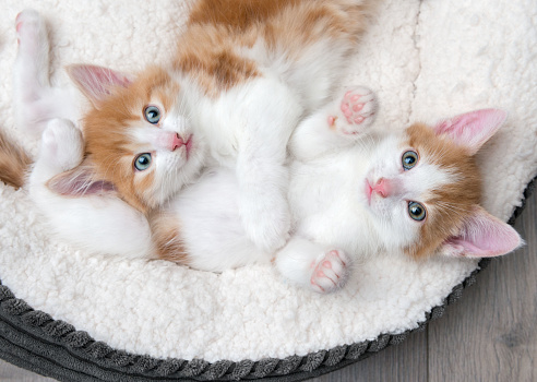 Looking down at two cute blue-eyed kittens sleeping in a white bed