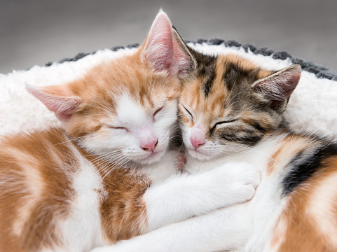 Looking down at two cute kittens sleeping in a white bed