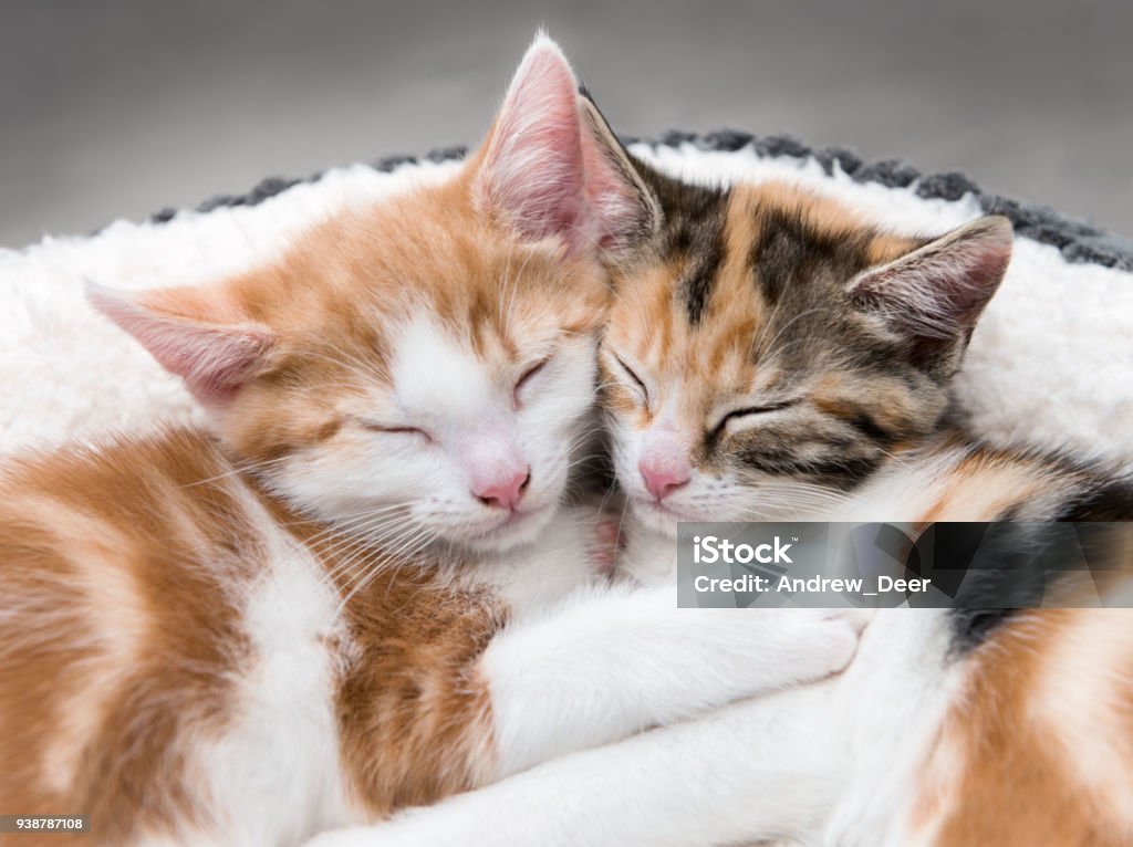 Two cute kittens in a fluffy white bed Looking down at two cute kittens sleeping in a white bed Domestic Cat Stock Photo