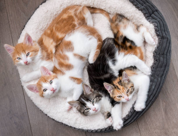 kätzchen in einem flauschigen weißen bett - vier tiere stock-fotos und bilder