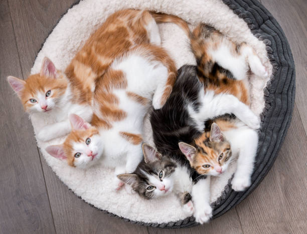 gatitos en una mullida cama blanca - four animals fotografías e imágenes de stock