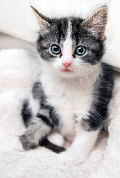 istock Cute gray striped kitten with blue eyes 938787338