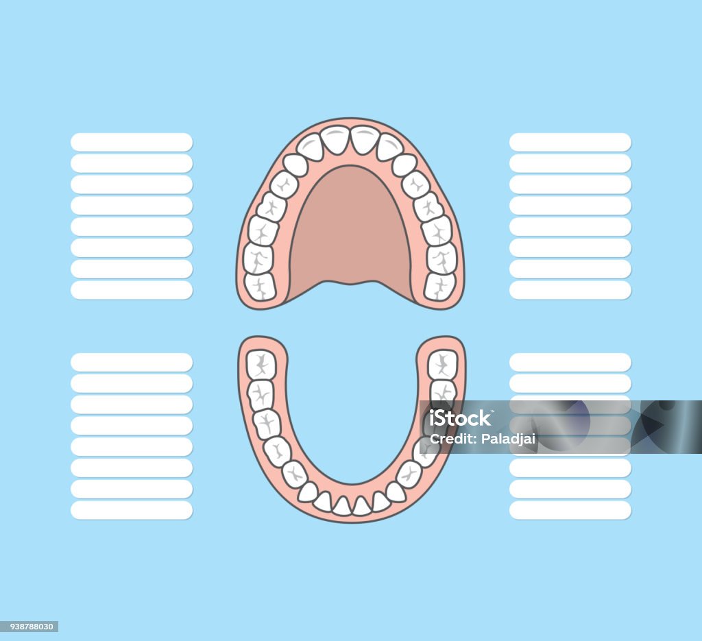 Vector Tooth Chart Tooth Chart Blank Illustration Vector On Blue Background Dental Concept ...